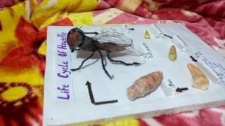 House fly life cycle model zoology project by PRINCE created from simple things  homemade [upl. by Claresta385]