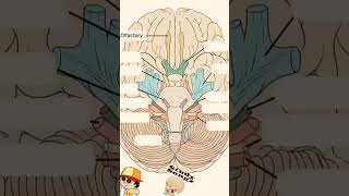 Learn Cranial Nerves with fun aiapgetmcq mbbs bhms cranialnerves brain anatomy physiology [upl. by Ellennod]