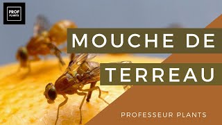 COMMENT SE DÉBARRASSER DES MOUCHERONS [upl. by Peedsaj811]