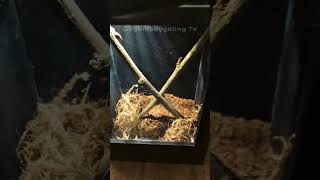 Orange Baboon Tarantula 🕷️ spider tarantula tarantulakeeper tarantulafeeding tarantulalove fyp [upl. by Hasty]