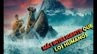 ✅PERRITO CON IQ 200 RESUMEN COMPLETO DE EL LLAMADO SALVAJE [upl. by Nohtanoj]