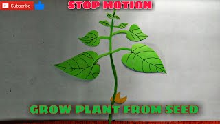 Plant Life Cycle Plant from Seed  Stop Motion [upl. by Kahaleel]