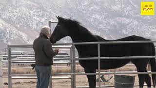 The Orlov Trotter A Russian Treasure in Horse Breeding  Secret Horses [upl. by Ynffit]