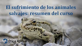 El sufrimiento de los animales salvajes resumen del curso [upl. by Aninep128]