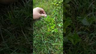 Identifying and controlling Wild Violet [upl. by Aivull446]