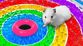 🌈 DIY Hamster maze with Rainbow Orbeez balls 🐹 [upl. by Albemarle]