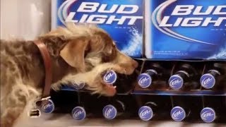 10 Funny Bud Light Dog Commercials [upl. by Nivram]