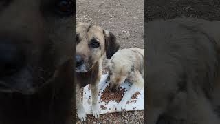 KOÇABAŞ SÜRMELİNİN VİDEOSUNU ÇEKTİRMİYOR köpek kopek kopekler youtube youtubeshorts [upl. by Skyla]