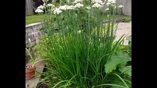 How to grow Chinese Chives or Garlic Chives [upl. by Debbi]