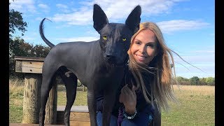 THE XOLO DOG  SCARY OR BEAUTIFUL  Mexican Hairless Xoloitzcuintli [upl. by Eivla]