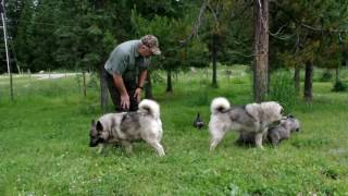 Norwegian Elkhound Puppies at 5 Weeks Old [upl. by Damalas]