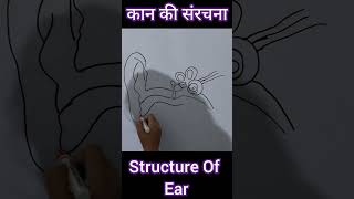 Structure Of Ear  Diagram Of Ear  कान की संरचना shortsfeed youtubeshorts mathssciencetoppers [upl. by Jordana]