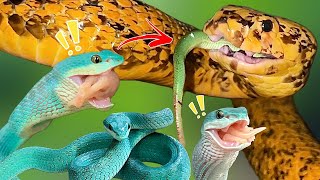 Golden Cobra EATS Blue Vipers [upl. by Shafer]