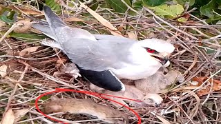 Blackwinged kite Birds are not yet ready to hatch [upl. by Tenenbaum]