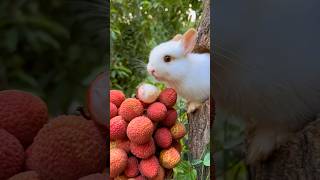 Cute Rabbit  Baby rabbit growing up day by day animals rabbit [upl. by Consuelo]