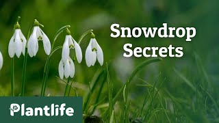 The Hidden Secrets of Snowdrops [upl. by Dnomaid]