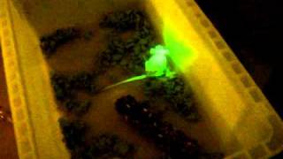 Green fluorescencing mice More details in description [upl. by Eetse508]