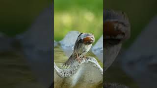 Chipping Sparrows Got quotGood Feelingquot While it Preens Quite Awhile funnybirds chippingsparrow [upl. by Ycul]