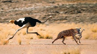 That Hyena Attacked An Ostrich What Happens Next [upl. by Mooney]