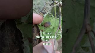 Brown marmorated stink bug Insect 🪲🪲 natureloversamprat [upl. by Blatt297]