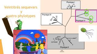 Ralstonia solanacearum Parte 1 de 3 [upl. by Wiersma]