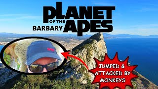 Jumped amp Attacked by Barbary Macaque Monkeys in Gibraltar [upl. by Rraval]