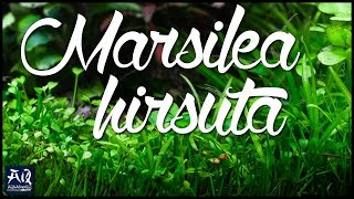 Marsilea hirsuta vorgestellt  AquaOwner [upl. by Ardnu907]