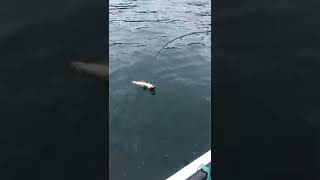 Good pollock fishing outa Ballycastle northen ireland subscribe like northcoast seafishing [upl. by Akire]