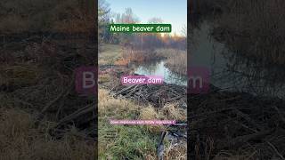 Maine beaver dam I’ll be updating progress of beavers nature beaver beaverdamremoval [upl. by Dyche]