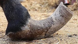 The tortured sick donkeys are saved Trimmed one by one丨ASMR丨Donkey hoof cutting sound [upl. by Aneba]