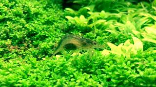 Heavily Planted Aquarium With ghost Shrimp And Fish [upl. by Yong583]