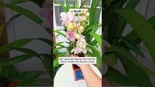 Treat diseases on orchid leavesshorts viral plants [upl. by Anneliese]