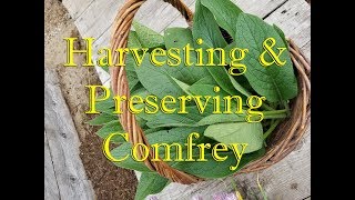 Harvesting amp Preserving Comfrey [upl. by Kevyn]