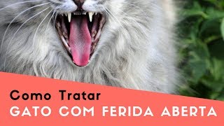 Gato Com Ferida Aberta Como Cuidar [upl. by Dusen]