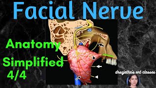 017 Facial Nerve Anatomy  Part 44 anatomylectures [upl. by Iohk]