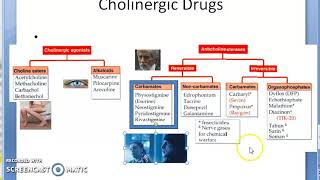 Pharmacology 101 c Parasympathetic Cholinergic Drugs Classify Classification Pilocarpine Neostigmine [upl. by Swanson698]