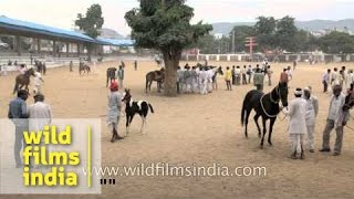 The annual Pushkar Cattle Fair of Rajasthan [upl. by Nnylrahc]