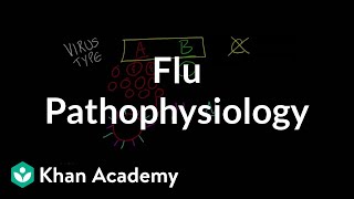 Flu Pathophysiology [upl. by Romeon103]