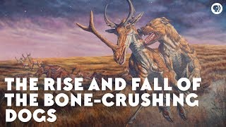 The Rise and Fall of the BoneCrushing Dogs [upl. by Inimod]