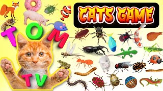 Cat Game Tom TV  Ultimate Cat TV Compilation Vol 13  3 HOUR  GAME FOR CATS TO WATCH 🐝🐞🦋🦎🦜🐜🐭🧵😺 [upl. by Icul]