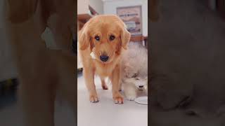 DogI fell for it狗狗：上当了 goldenretriever pets cute retriever cutedog funny [upl. by Aprilette]