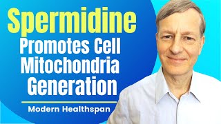 Spermidine Promotes Cell Mitochondria Generation  Review By Modern Healthspan [upl. by Thekla]