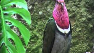 pink headed fruit dove [upl. by Aron]