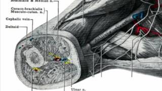 Upper Extremity Venous Ultrasound [upl. by Esertap]