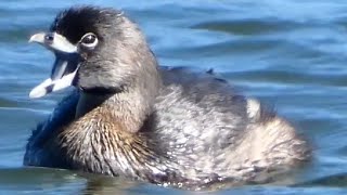 Grebe bird swimming amp diving call sound  Pied billed [upl. by Romy739]