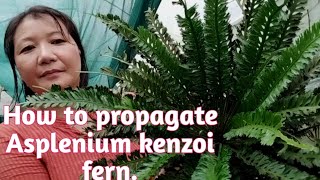 How to propagate Asplenium kenzoi fernJapanese kenzoi fern  gardening vlogManjuz farm stay [upl. by Ultun]