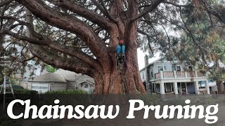 Sequoia Towering Over Urban Environment  Heritage Tree Pruning Certified Arborist [upl. by Eedeed487]