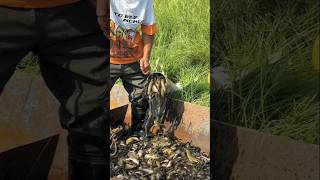 Wow 😲 big fish 🐠🐟shorts virial trending big fish fishing video youtubeshorts ytshorts yt [upl. by Stilu]