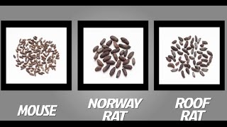 How to Identify Mice and Rats  TOMCAT  Scotts MiracleGro Canada [upl. by Arad]