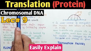 Translation mRNA To Protein In Urdu Hindi [upl. by Elacim]